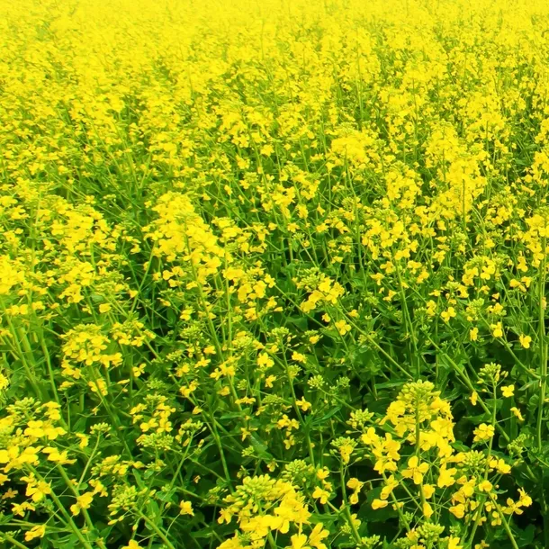 gorczyca-biala-nasiona-25-kg-przeznaczenie-uniwersalne