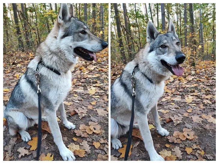 champion-kolczatka-1-rym-cechy-dodatkowe-kolczatka