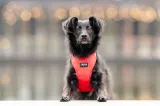 chaba-szelki-guard-comfort-classic-l-czerwone-stan-nowy-kolor-czerwony
