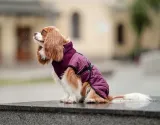 chaba-kubrak-regulowany-chic-m-burgundy-stan-nowy-marka-chaba