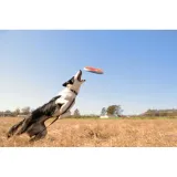 chuckit-zipflight-21cm-18100-stan-nowy-waga-150-g