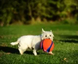 chuckit-kick-fetch-large-251201-rodzaj-frisbee