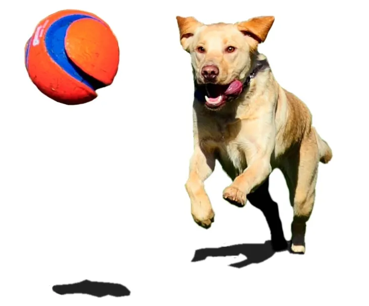 chuckit-kick-fetch-large-251201-stan-nowy-waga-150-g