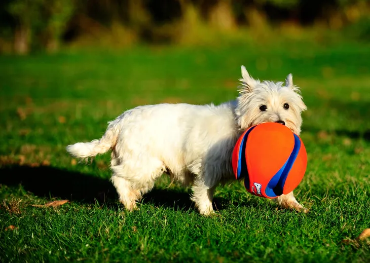chuckit-kick-fetch-large-251201-stan-nowy-nazwa-handlowa-18469