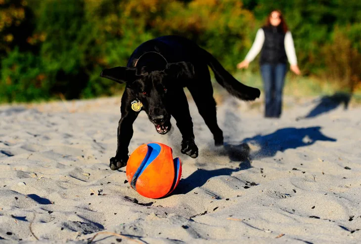 chuckit-kick-fetch-large-251201-marka-chuckit-stan-nowy