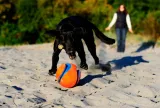 chuckit-kick-fetch-large-251201-marka-chuckit-stan-nowy