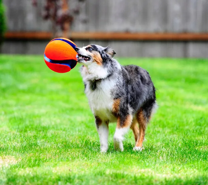 chuckit-kick-fetch-large-251201-marka-chuckit-rodzaj-frisbee