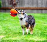 chuckit-kick-fetch-large-251201-marka-chuckit-rodzaj-frisbee