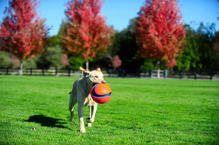 chuckit-kick-fetch-large-251201-marka-chuckit-waga-150-g