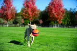 chuckit-kick-fetch-large-251201-marka-chuckit-waga-150-g