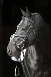 oglowie-dla-konia-cancun-czarny-roz-cob-covalliero