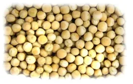 groch-zolty-1kg-pokarm-dla-golebi-ptactwa-i-zaneta-dla-ryb-ziarno-pasza