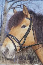 oglowie-dla-konia-standard-czarny-cob-covalliero