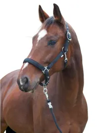 kantar-kon-dexter-czarny-roz-shetty-covalliero