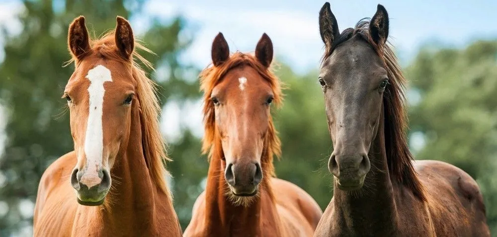 witaminy-dla-koni-horsemix-universal-dolfos-stan-nowy