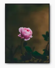 plakat-a3-30x40-w-ramie-imp-roza-08