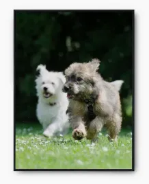 plakat-a3-30x40-w-ramie-imp-psy-08