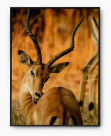 plakat-a4-21x30-w-ramie-imp-afryka-13