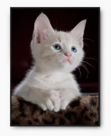 plakat-a4-21x30-w-ramie-imp-koty-07