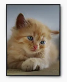 plakat-a3-30x40-w-ramie-imp-koty-09