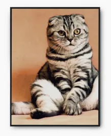 plakat-a3-30x40-w-ramie-imp-koty-04