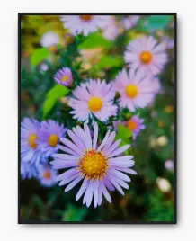 plakat-a3-30x40-w-ramie-imp-kwiaty-29