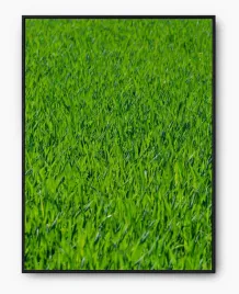 plakat-a3-30x40-w-ramie-imp-trawa-22