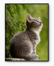 plakat-a4-21x30-w-ramie-imp-koty-05