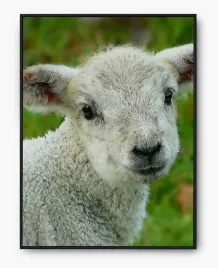 plakat-a4-21x30-w-ramie-imp-zwierzeta-30