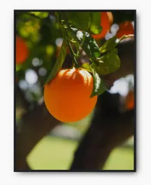 plakat-a4-21x30-w-ramie-imp-owoce-06