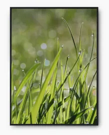 plakat-bez-ramy-a3-30x40-imp-trawa-21