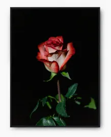 plakat-bez-ramy-a4-21x30-imp-roza-10