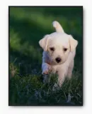plakat-bez-ramy-a4-21x30-imp-psy-03