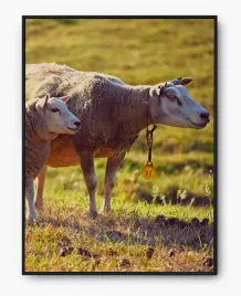 plakat-bez-ramy-a4-21x30-imp-zwierzeta-26