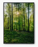 plakat-bez-ramy-a4-21x30-imp-las-06