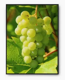 plakat-bez-ramy-a4-21x30-imp-owoce-05