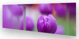 fototapeta-do-kuchni-wmp-tulipany-10-na-wymiar