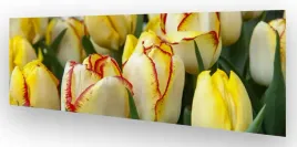 fototapeta-do-kuchni-wmp-tulipany-7-na-wymiar