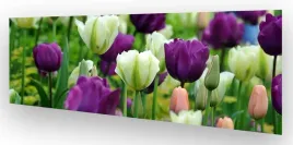 fototapeta-do-kuchni-wmp-tulipany-5-na-wymiar