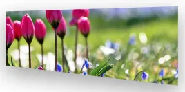 fototapeta-do-kuchni-wmp-tulipany-3-na-wymiar