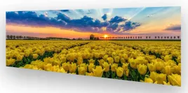 fototapeta-do-kuchni-wmp-tulipany-6-na-wymiar