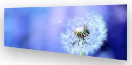 fototapeta-do-kuchni-wmp-dmuchawiec-6-na-wymiar