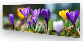 fototapeta-do-kuchni-wmp-tulipany-4-na-wymiar