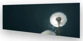 fototapeta-do-kuchni-wmp-dmuchawiec-9-na-wymiar