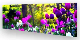fototapeta-do-kuchni-wmp-tulipany-2-na-wymiar