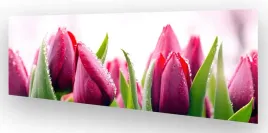 fototapeta-do-kuchni-wmp-tulipany-1-na-wymiar