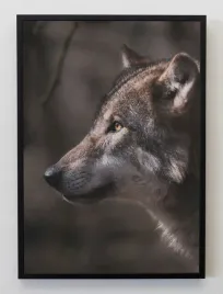 plakat-a3-30x40-w-ramie-jmp-zwierzeta-lesne-14