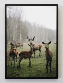 plakat-a4-21x30-w-ramie-jmp-zwierzeta-lesne-08
