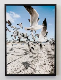 plakat-bez-ramy-a3-30x40-jmp-ptaki-07