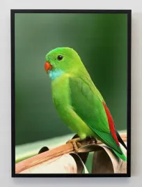 plakat-a3-30x40-w-ramie-jmp-ptaki-13